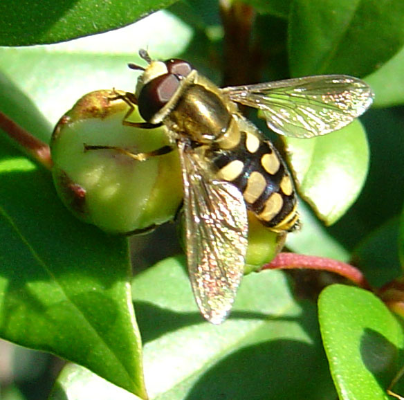 Dittero syirphidae: Eupeodes corollae